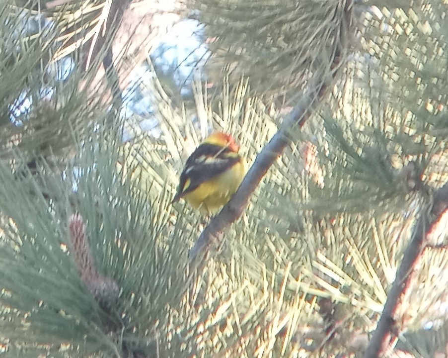Western Tanager - ML619234459
