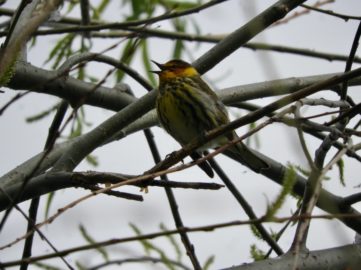 Cape May Warbler - ML619234493