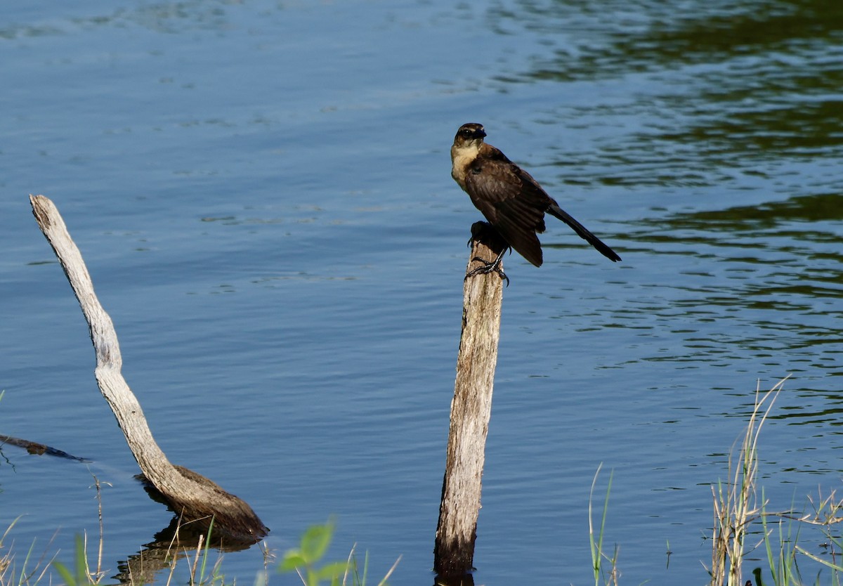 Boat-tailed Grackle - ML619234510