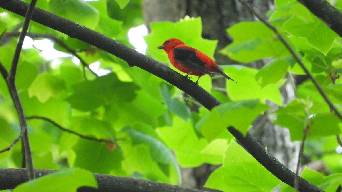 Scarlet Tanager - ML619234571