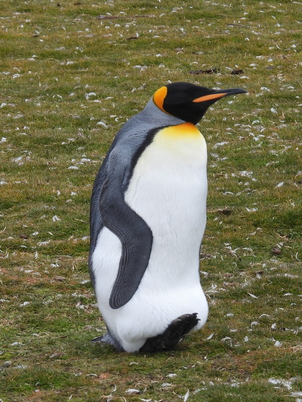 Королевский пингвин - ML619234627