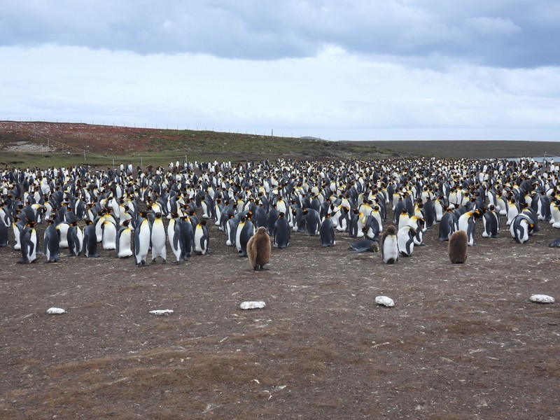 Королевский пингвин - ML619234628
