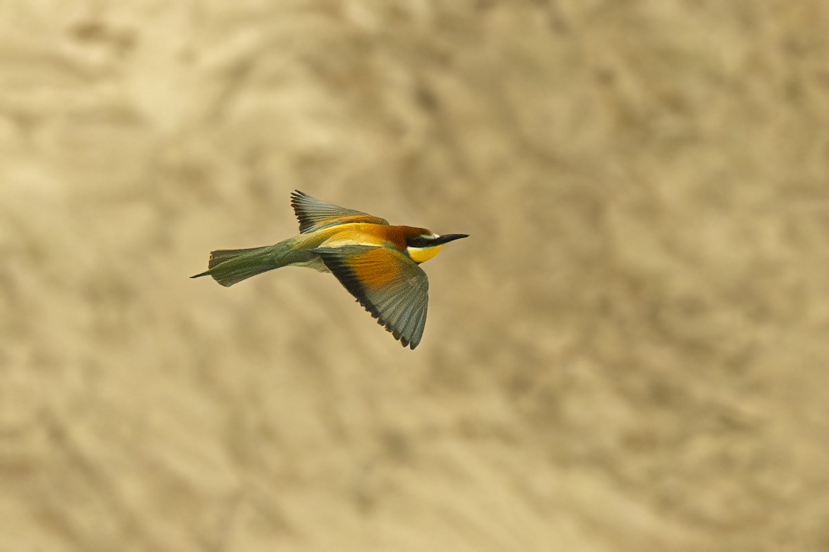 European Bee-eater - ML619234709