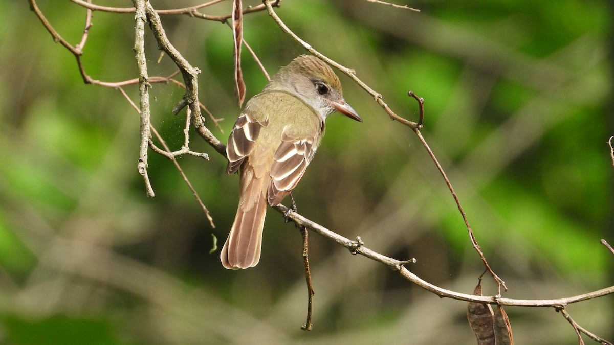 Great Crested Flycatcher - ML619234720