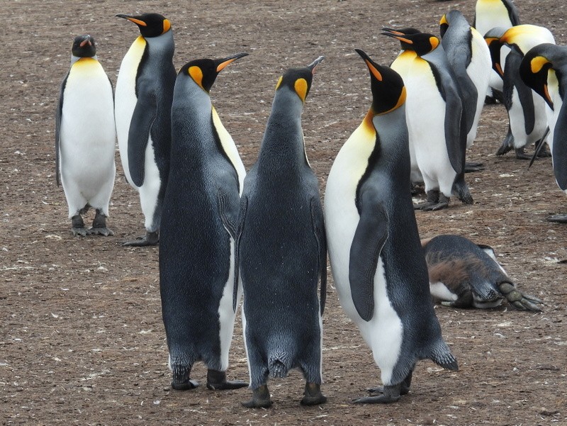 Королевский пингвин - ML619234778