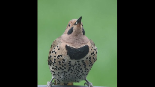 Northern Flicker (Yellow-shafted) - ML619234799