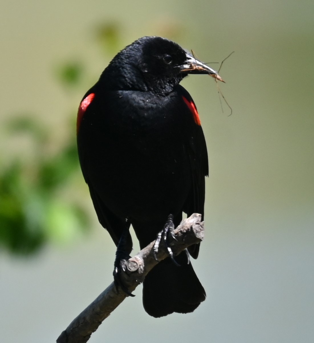 Red-winged Blackbird - ML619234808