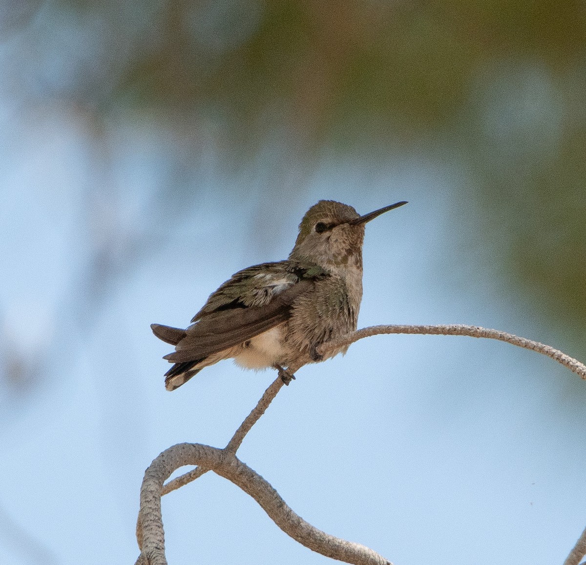 Anna's Hummingbird - ML619234816