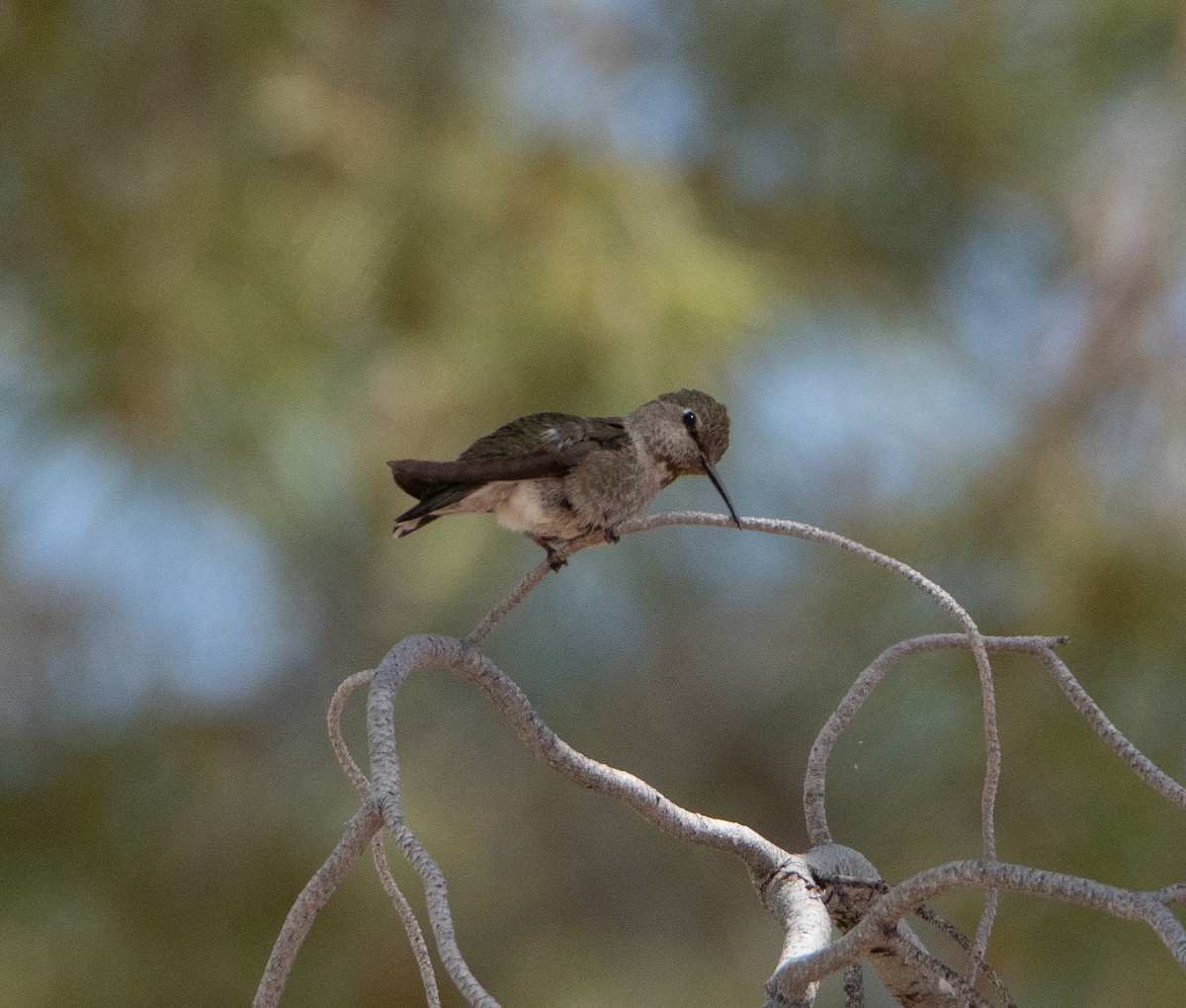 Anna's Hummingbird - ML619234817