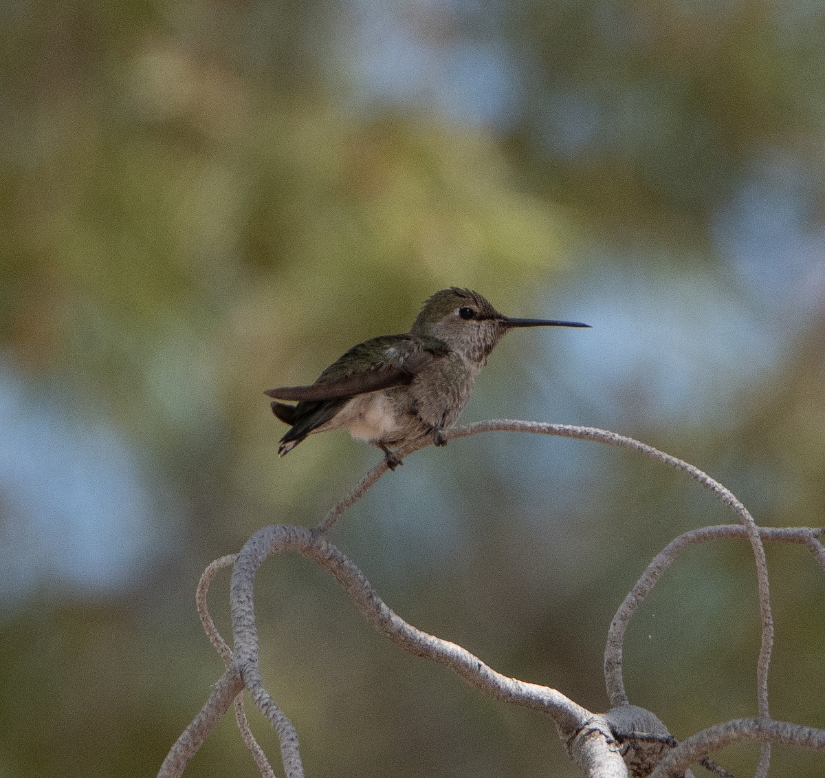 Anna's Hummingbird - ML619234818