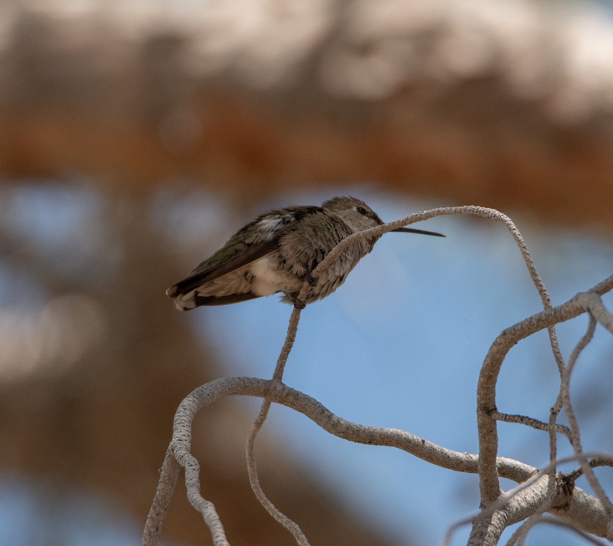Anna's Hummingbird - ML619234819