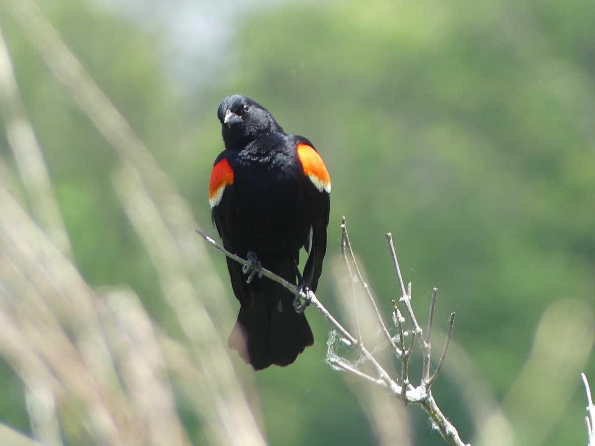 Red-winged Blackbird - ML619234842