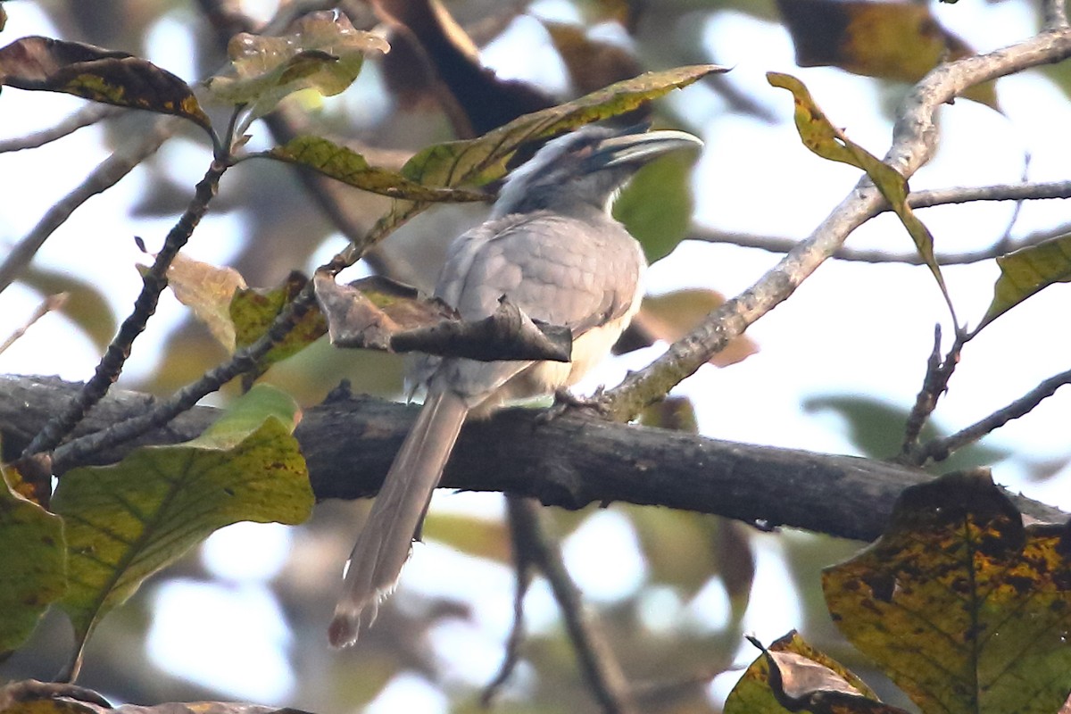 Indian Gray Hornbill - ML619234848