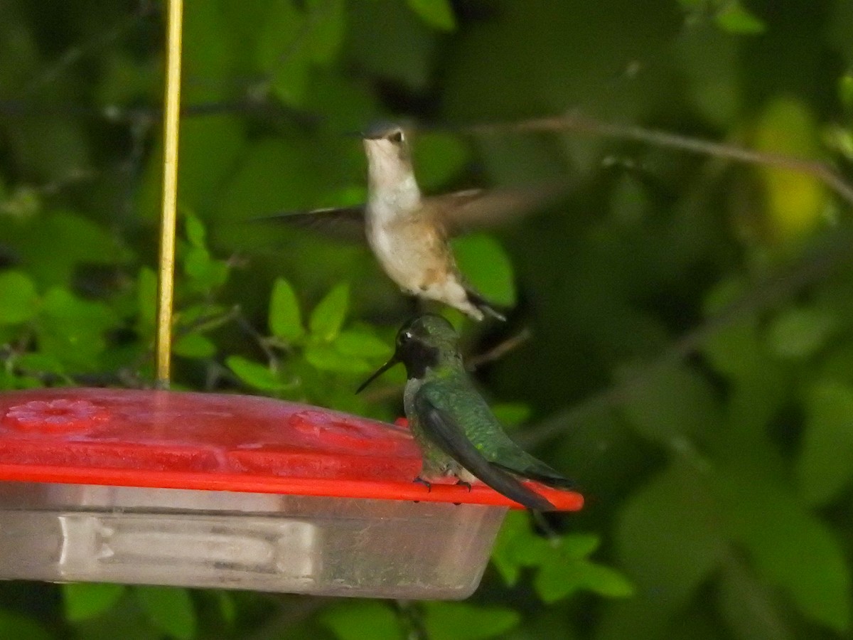 Costa's Hummingbird - ML619234902