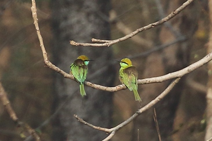 Asian Green Bee-eater - ML619234950