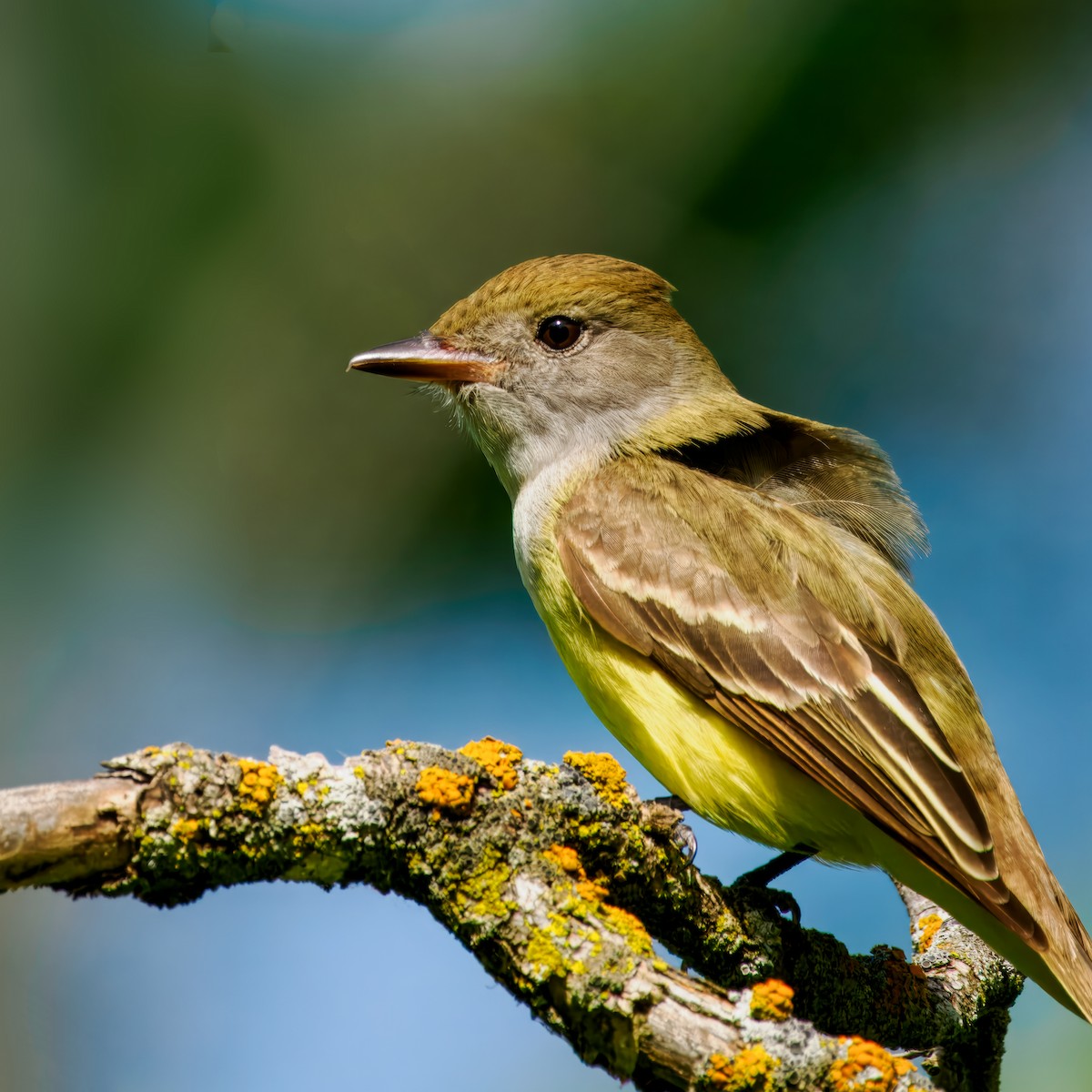 Great Crested Flycatcher - ML619234967