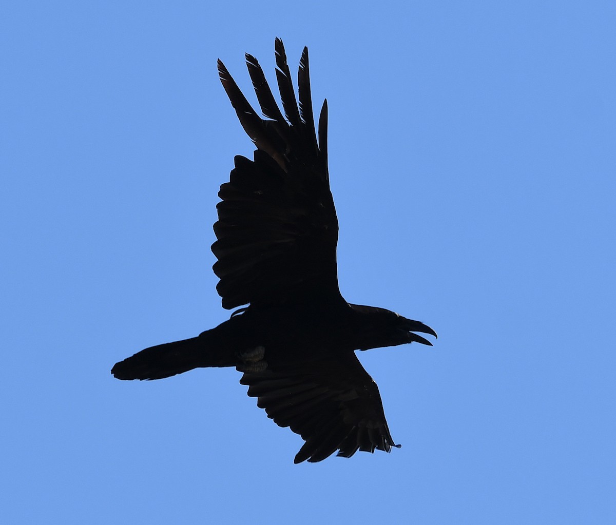 Common Raven - ML619235004