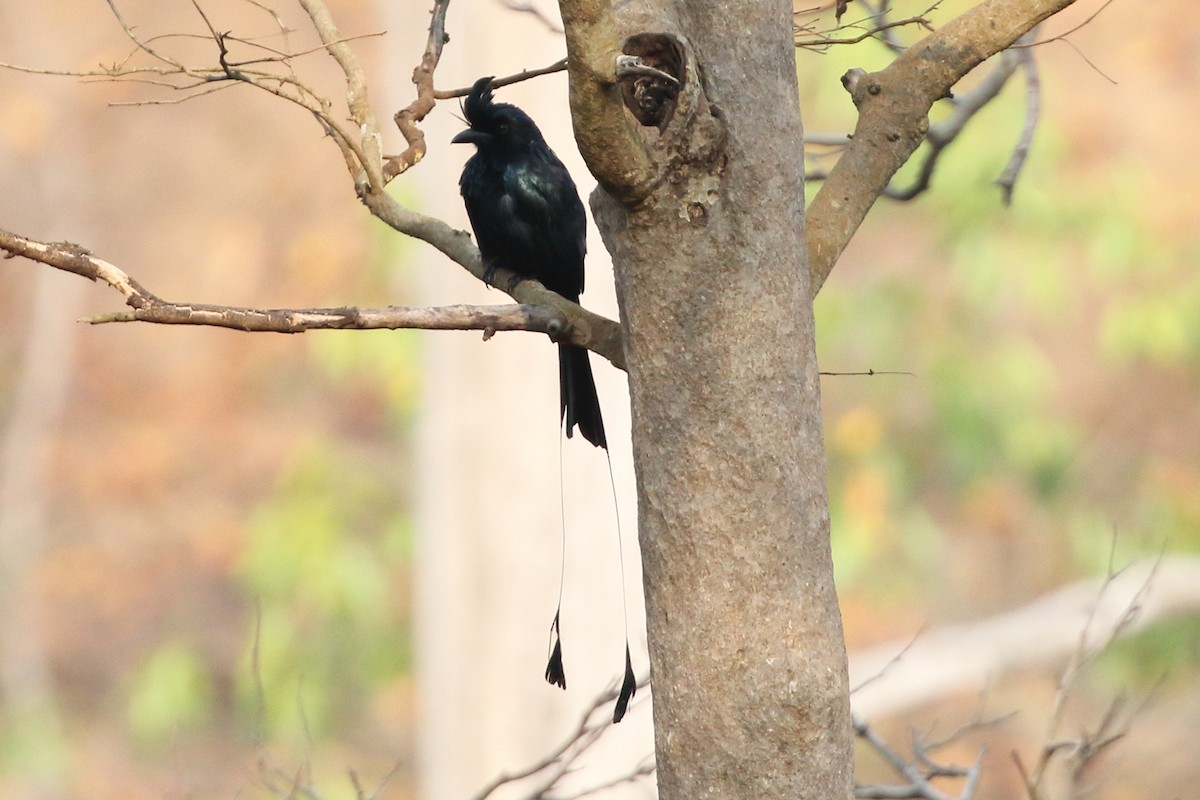 Greater Racket-tailed Drongo - ML619235006