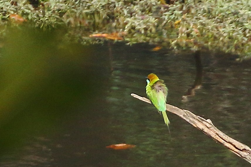 Asian Green Bee-eater - ML619235039