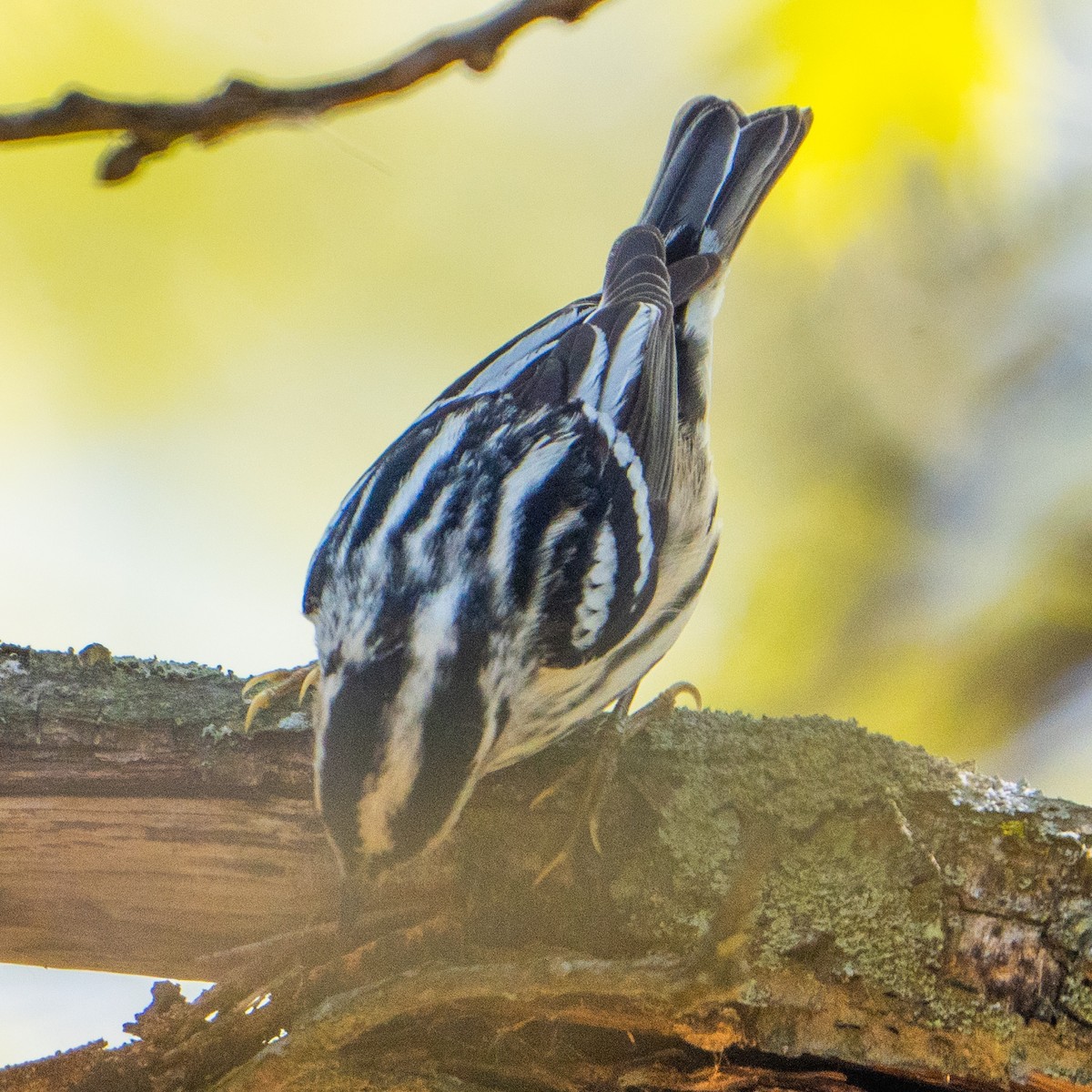 Black-and-white Warbler - ML619235045