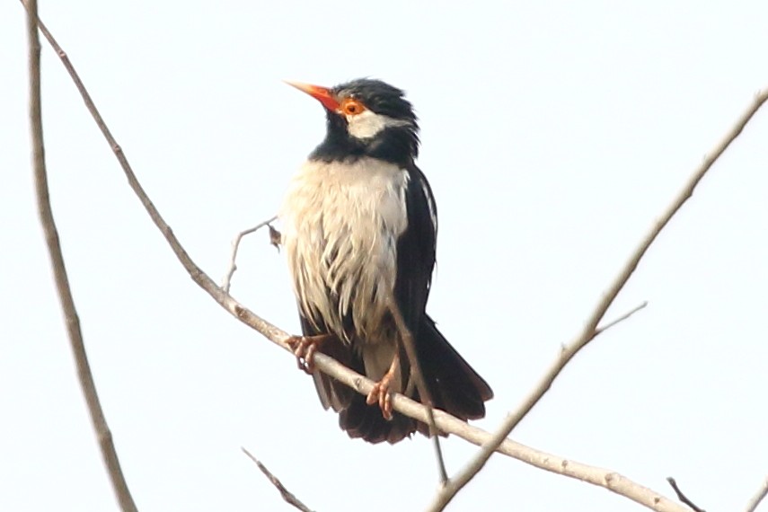Indian Pied Starling - ML619235060