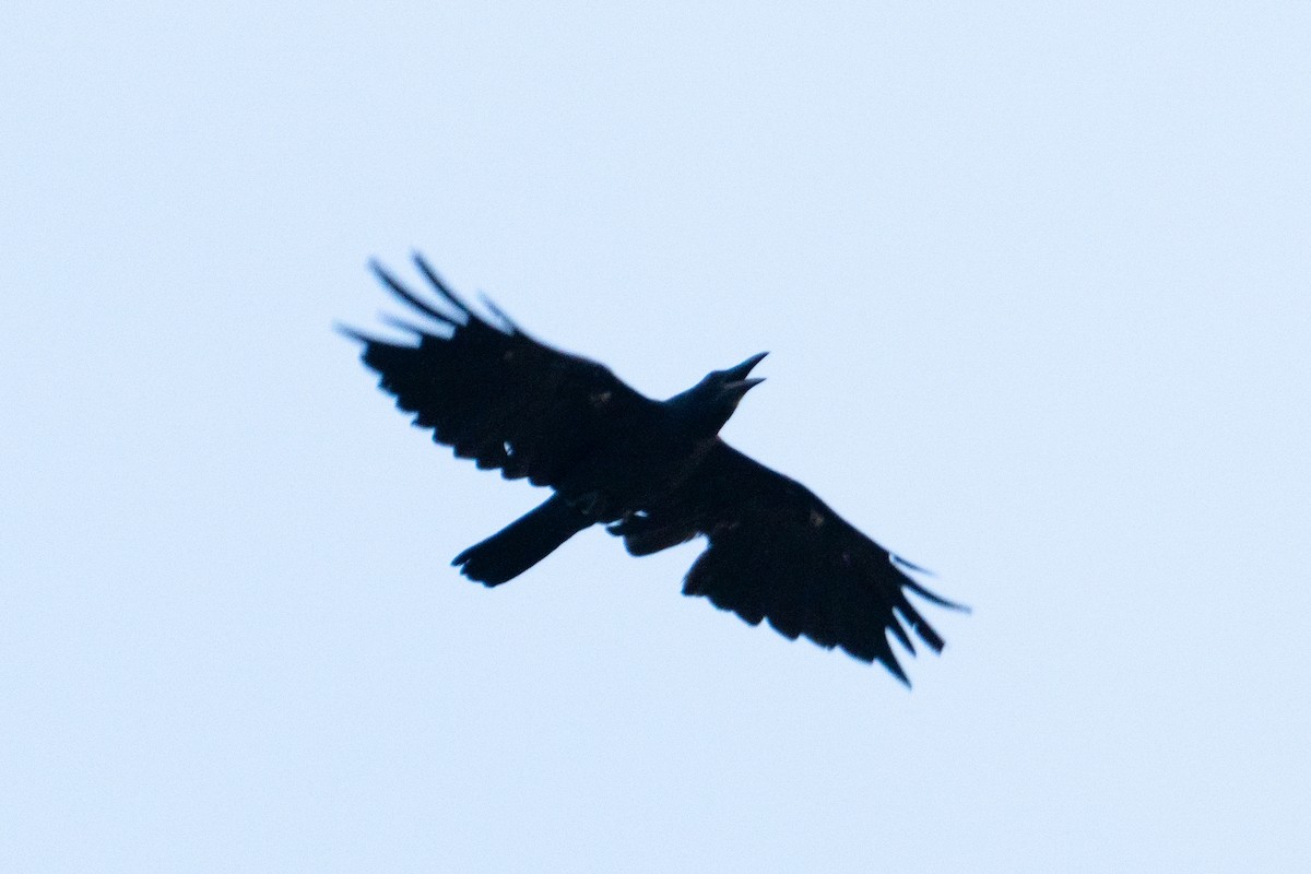 Slender-billed Crow - ML619235063