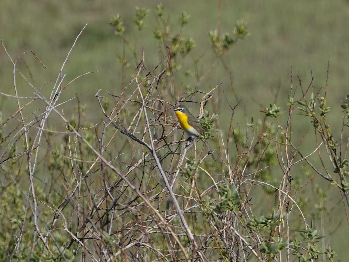 Yellow-breasted Chat - ML619235072