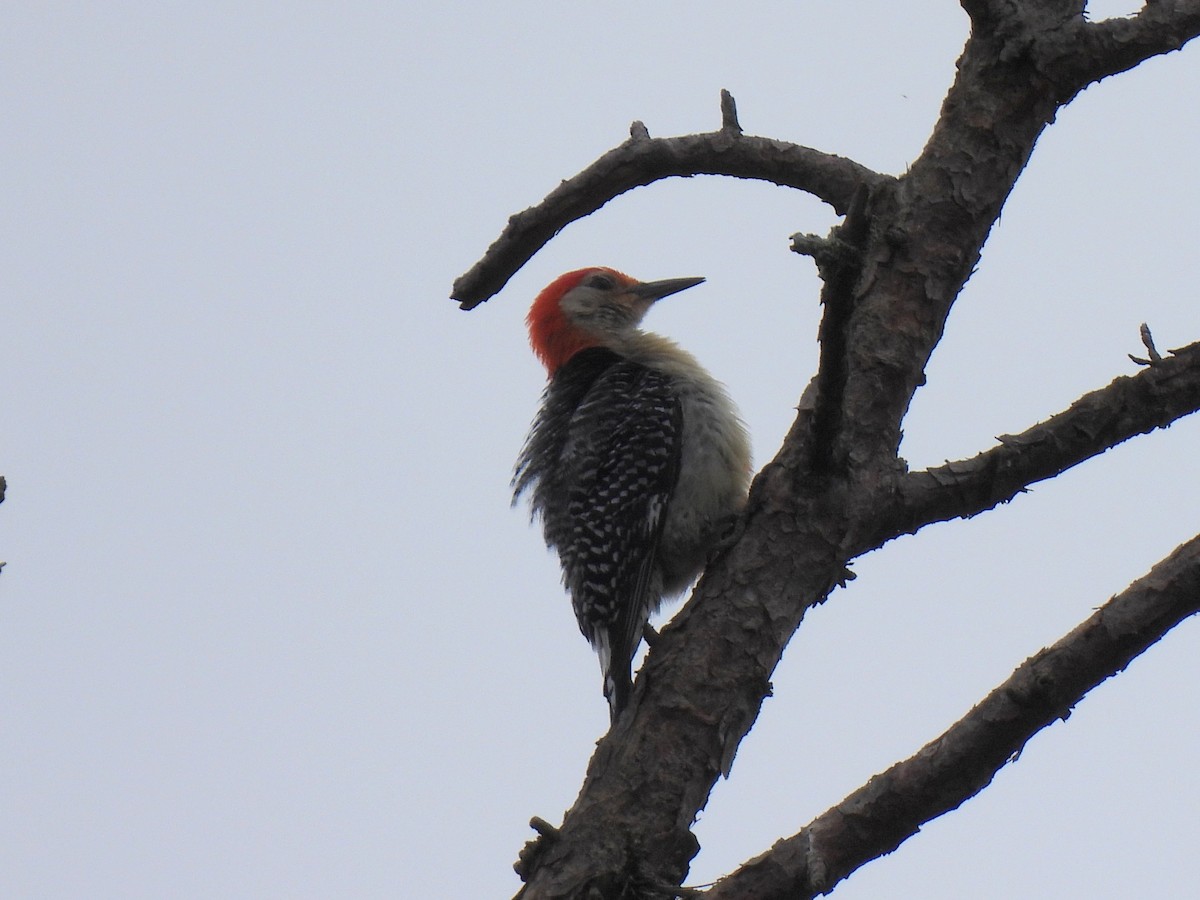Red-bellied Woodpecker - ML619235191