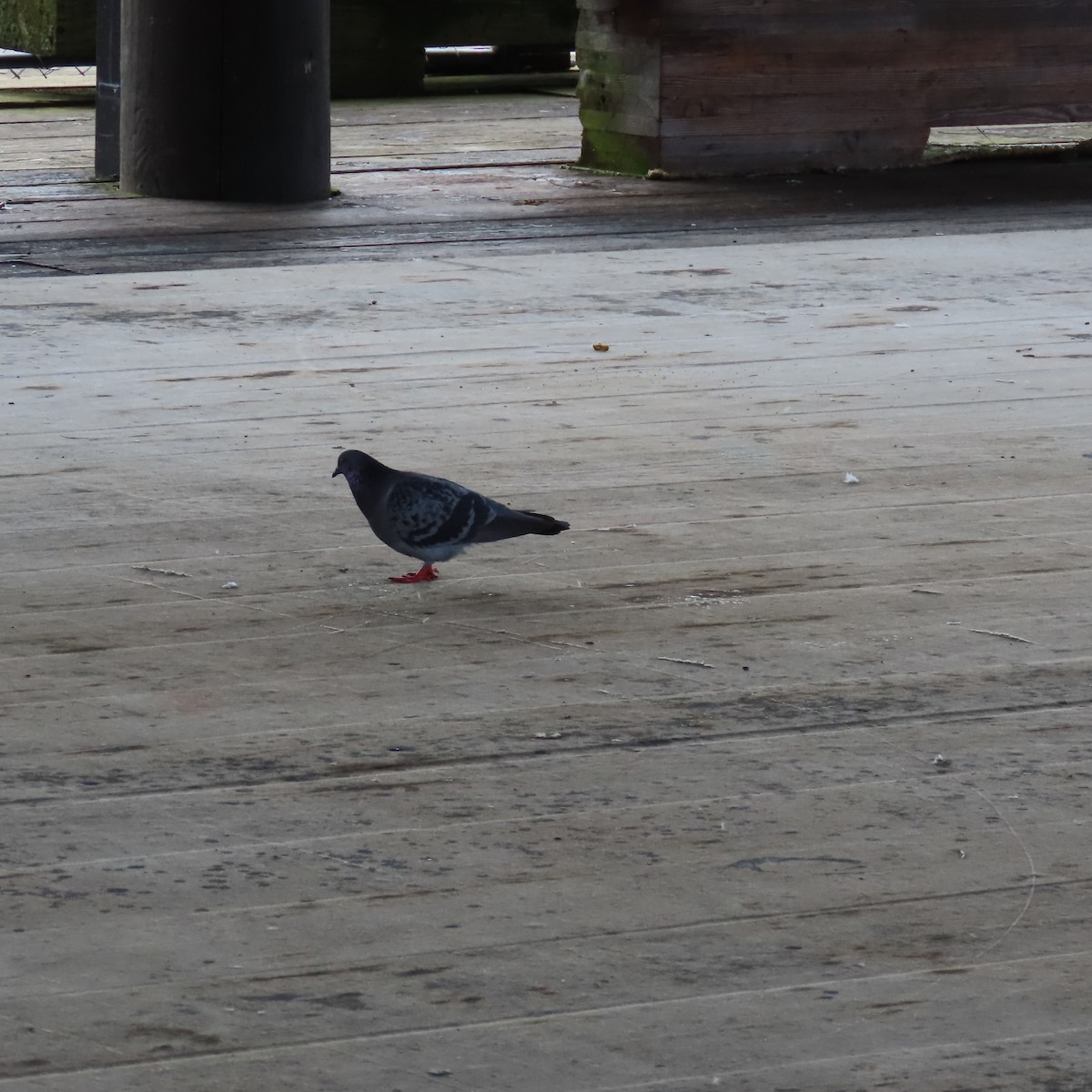 Rock Pigeon (Feral Pigeon) - ML619235203