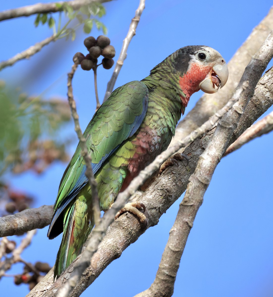 Cuban Parrot - ML619235288