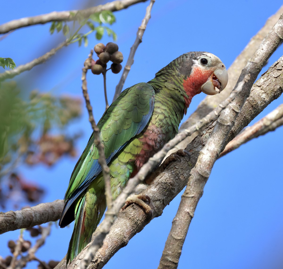 Cuban Parrot - ML619235290