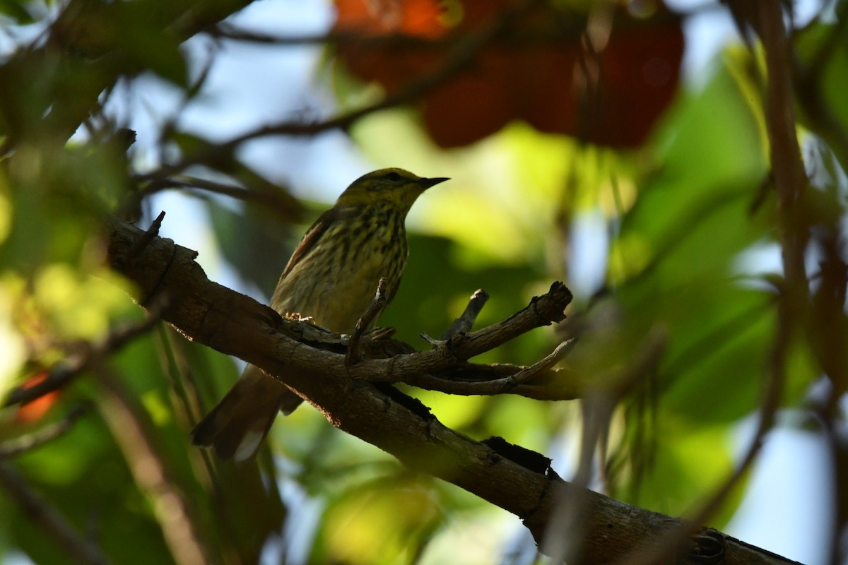 Cape May Warbler - ML619235303
