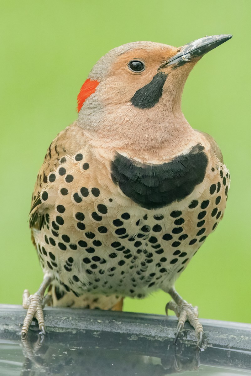 Northern Flicker (Yellow-shafted) - ML619235341