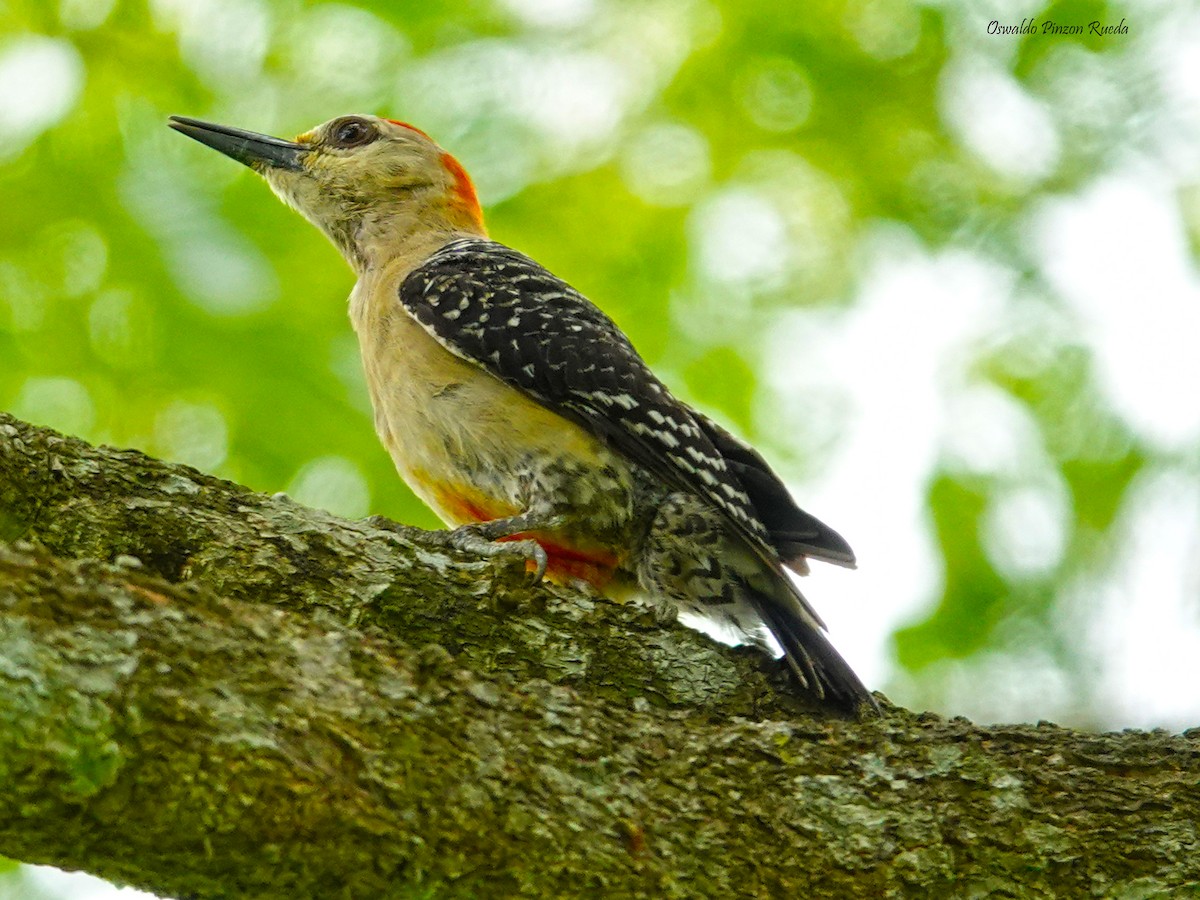 Red-crowned Woodpecker - ML619235383