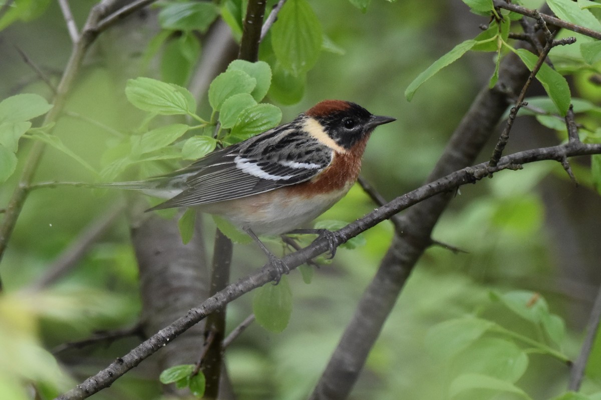 Bay-breasted Warbler - ML619235405