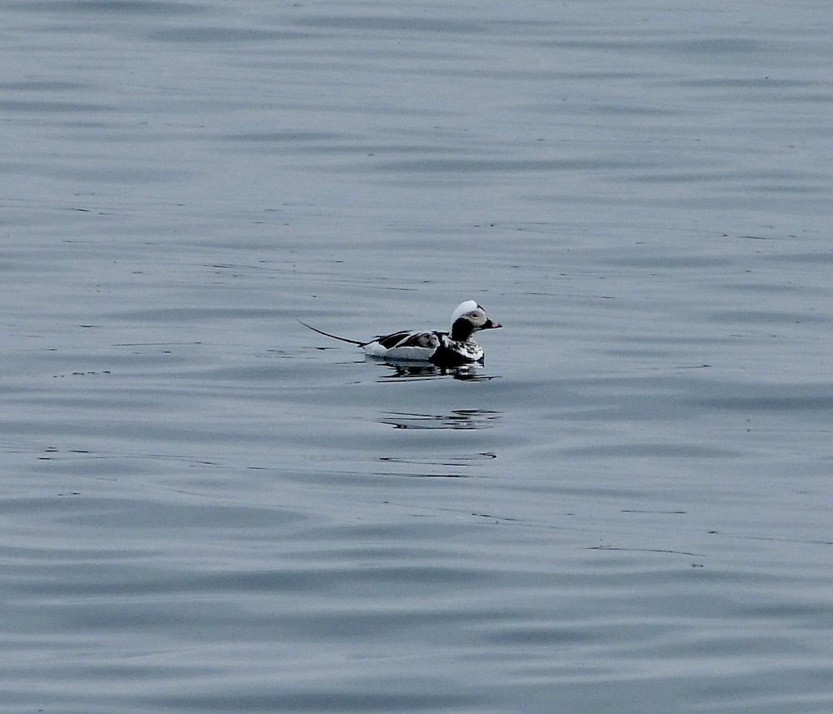 Long-tailed Duck - ML619235430