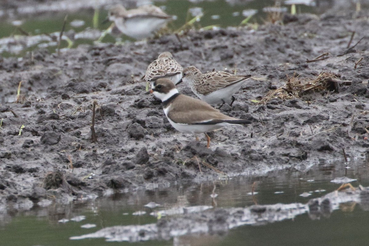 Semipalmated Plover - ML619235438