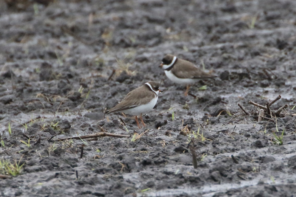 Semipalmated Plover - ML619235441