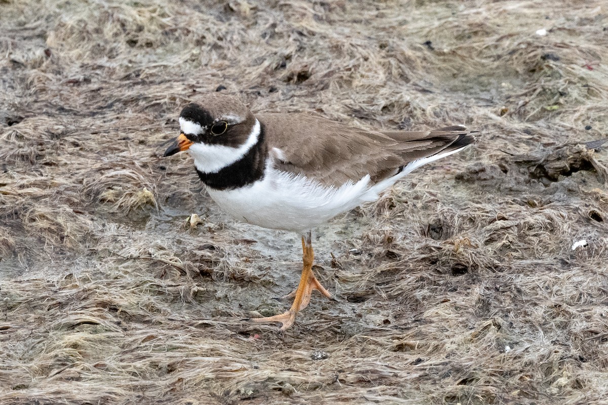 Semipalmated Plover - ML619235463