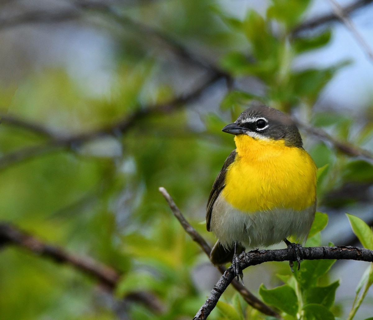 Yellow-breasted Chat - ML619235487