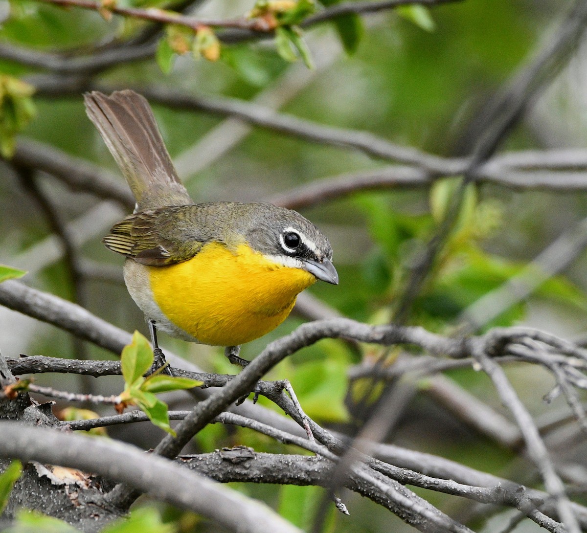 Yellow-breasted Chat - ML619235488
