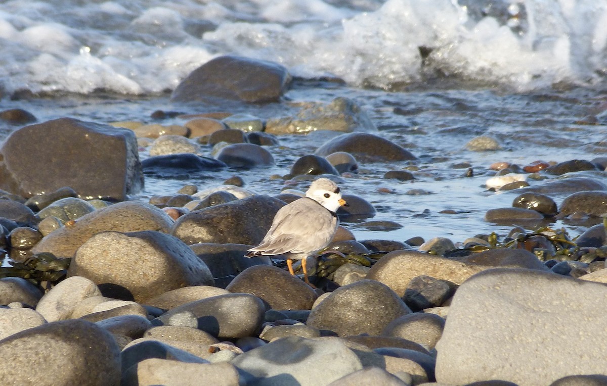 Piping Plover - ML619235509
