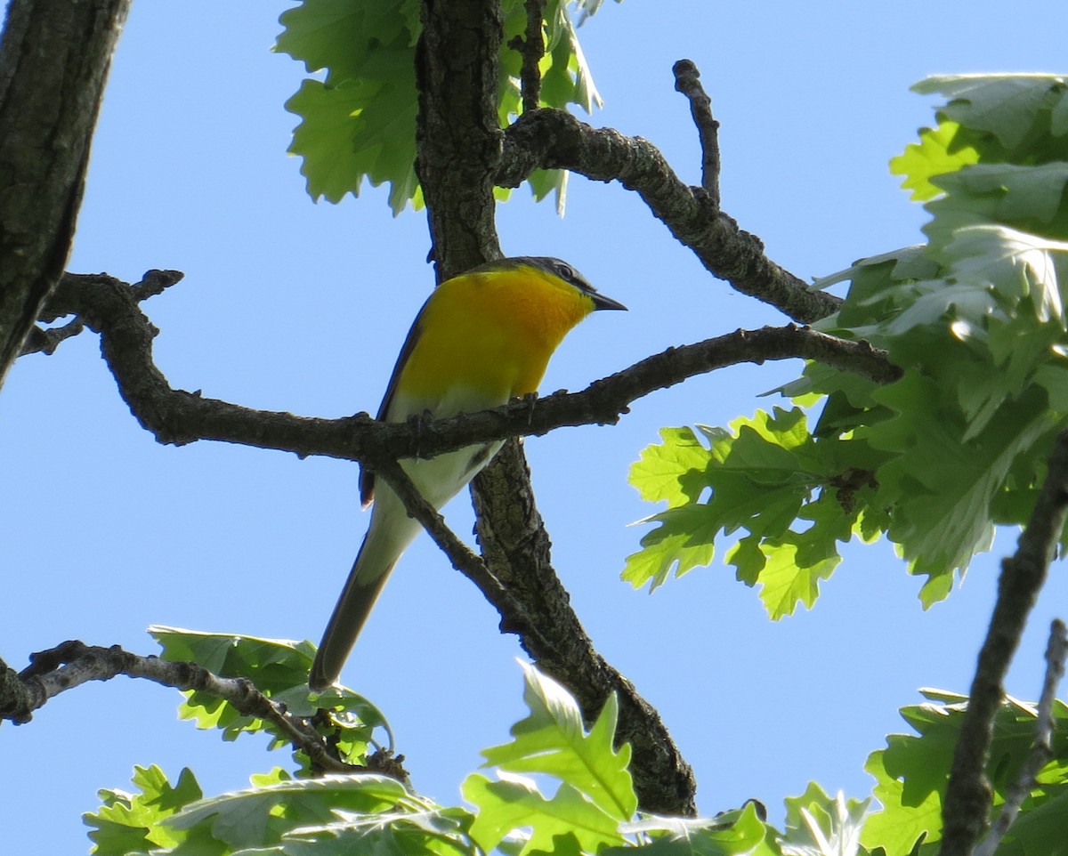 Yellow-breasted Chat - ML619235526