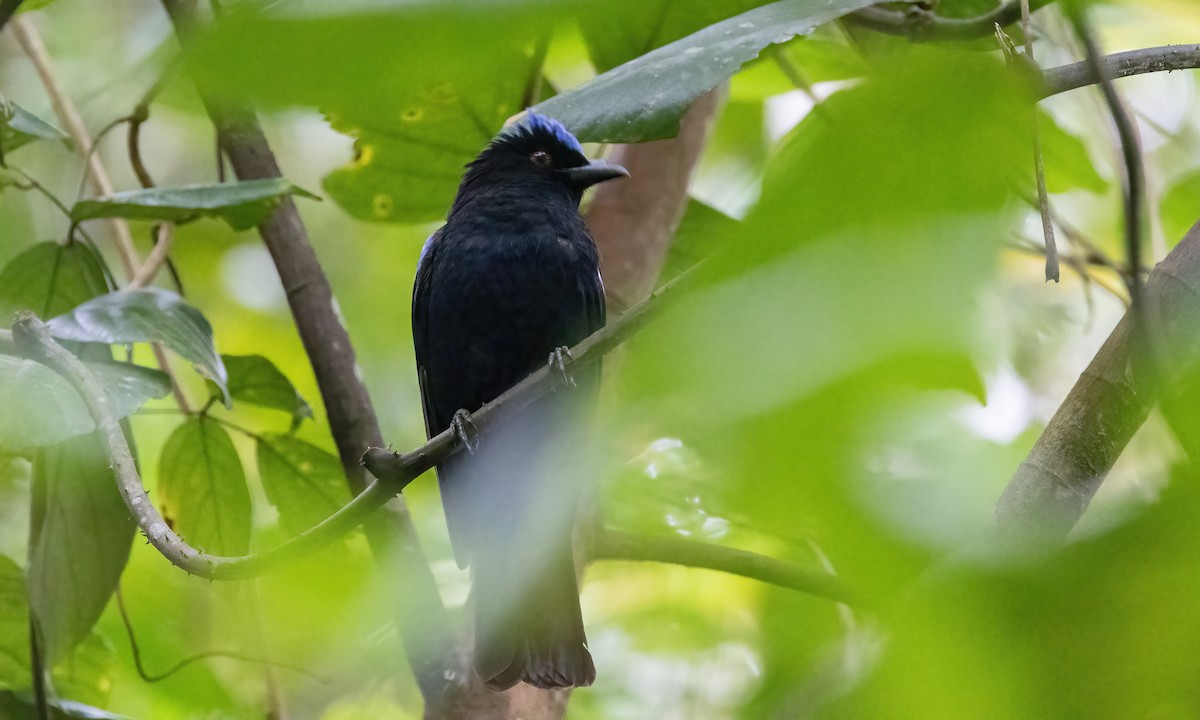 Philippine Fairy-bluebird - ML619235560