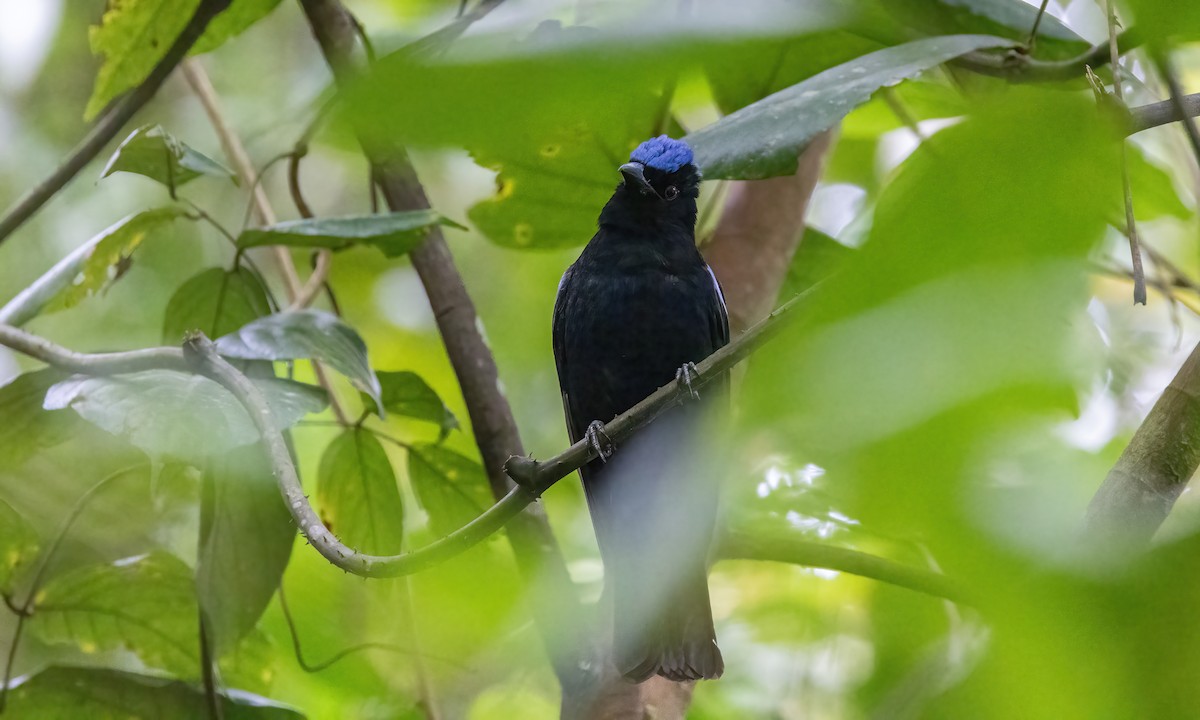 Philippine Fairy-bluebird - ML619235561
