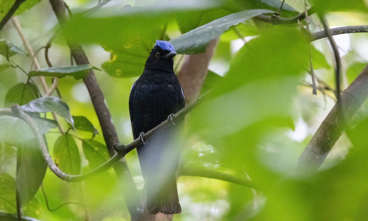 Philippine Fairy-bluebird - ML619235562