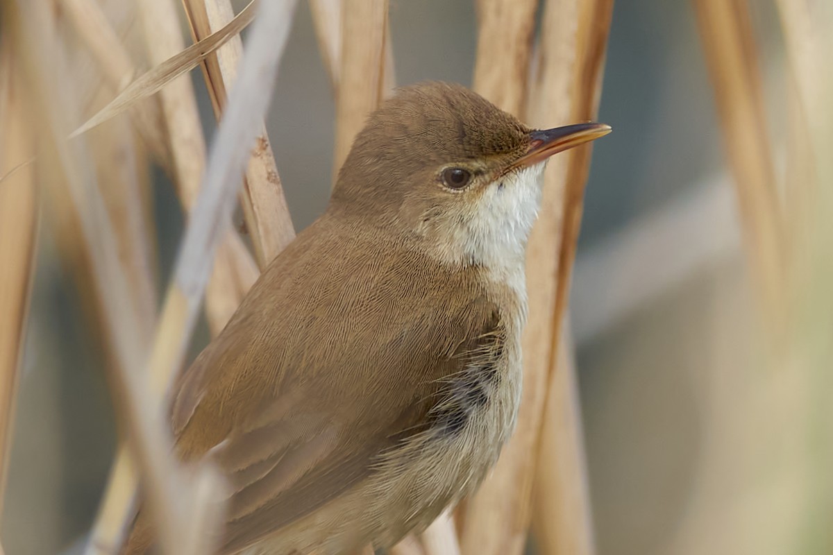 Common Reed Warbler - ML619235576