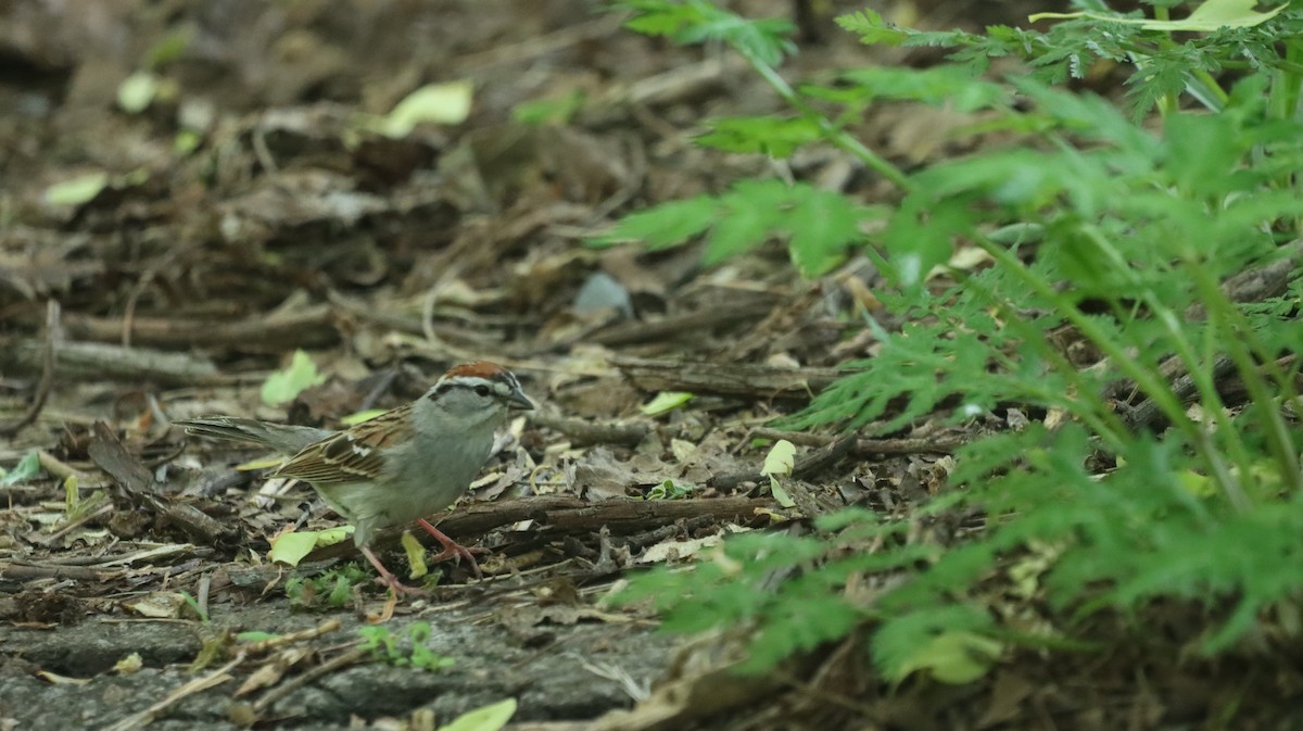 Chipping Sparrow - ML619235607