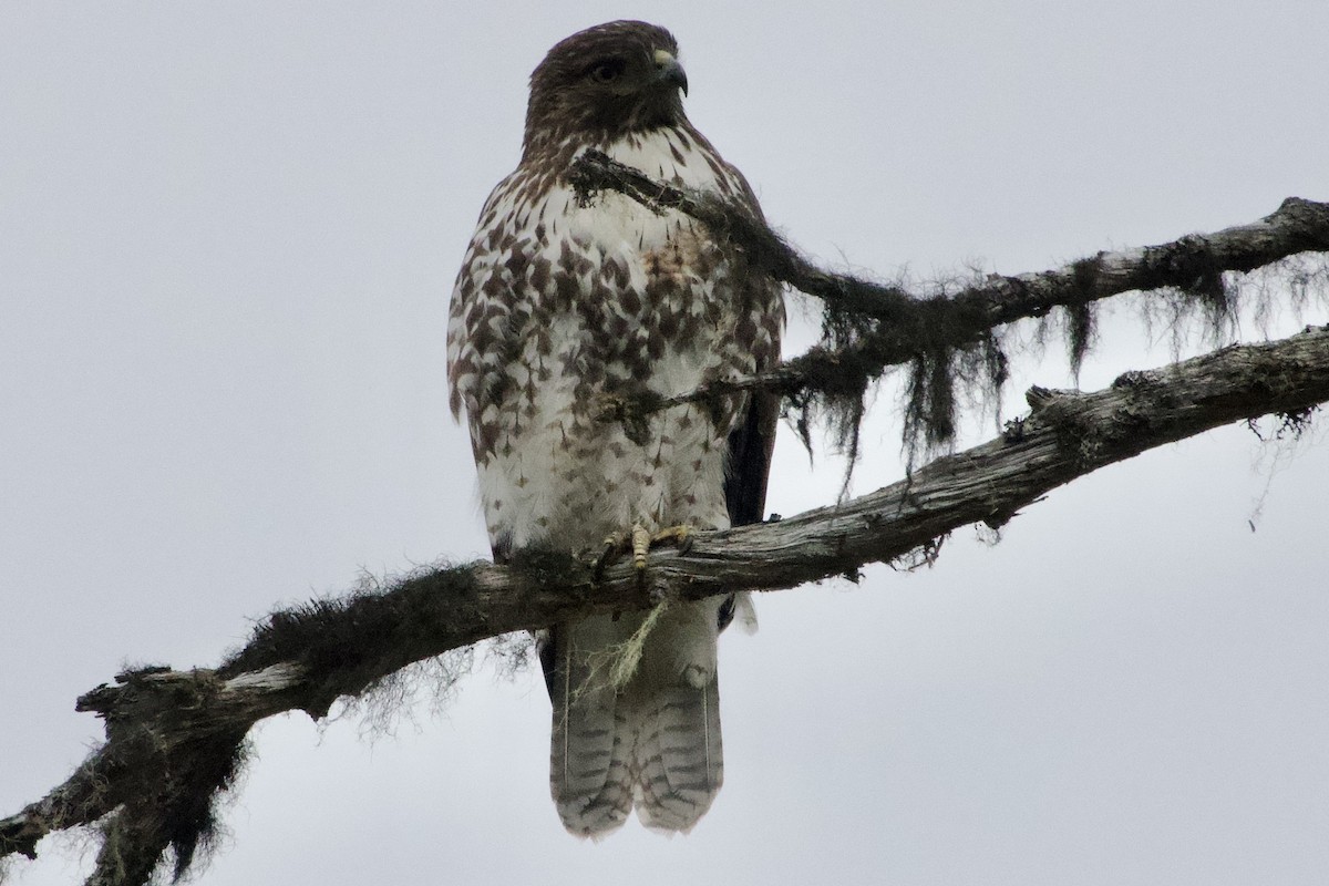 Red-tailed Hawk - ML619235617