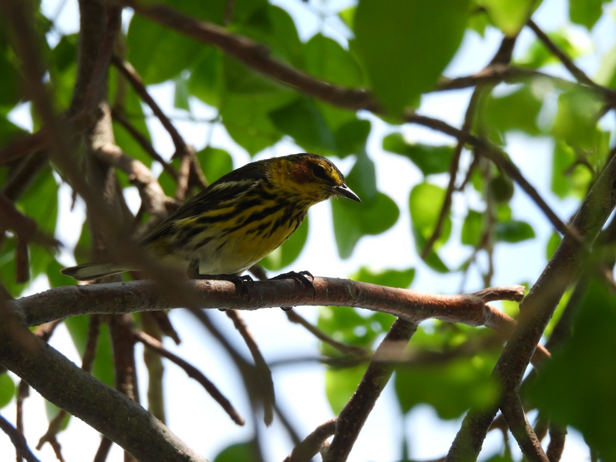 Cape May Warbler - ML619235667